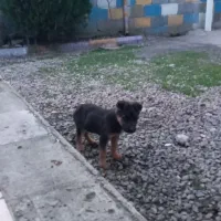 سگ ژرمن|سگ|رودسر, |دیوار