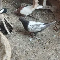 ۴ عدد کبوتر باهم برای نو بازی|پرنده|مشهد, شهید رضوی|دیوار