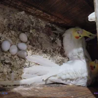 عروس هلندی کار سهره مست دهن قناری|پرنده|تربت جام, مسکن مهر|دیوار