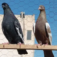 کفتر نر و ماده سینه