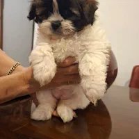 سگ پودل مالتز|سگ|پردیس, فاز ۱۱|دیوار