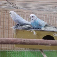 یک جفت مرغ عشق نرو ماده