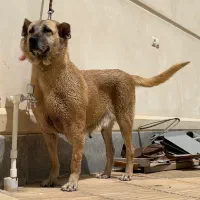 ماده سرابی درجه یک|سگ|اردبیل, |دیوار