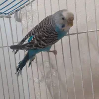 مرغ عشق نر با قفس و وسایل