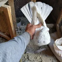 کبوتر سرور سوت آبی سیاه