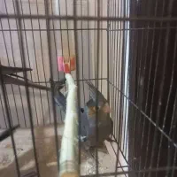 عروس هلندی دستی و باهوش