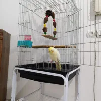 عروس هلندی شش ماهه