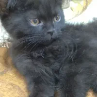 واگذاری گربه بریتیش|گربه|برازجان, |دیوار