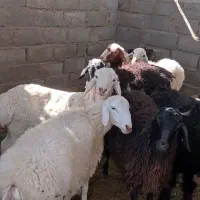 بره فروشی نر.