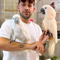 شهر کاکادو|پرنده|تهران, نارمک|دیوار