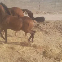 مادیون ترک ۲۵۰۰۰۰۰۰|اسب و تجهیزات اسب‌سواری|اصفهان, فرودگاه شهید بهشتی|دیوار