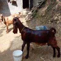 بز پاکستانی