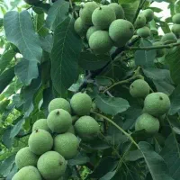 توزیع نهال گردو مناسب تجارت