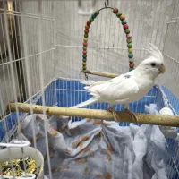 عروس هلندی سخنگو البینو|پرنده|شاهینشهر, فردوسی|دیوار