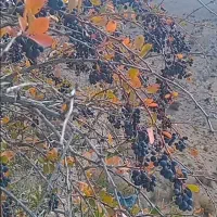 زرشک کوه هی تازه