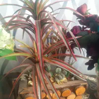 گل گلدان مصنوعی|گل مصنوعی|اراک, |دیوار