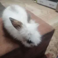 خرگوش لوپ|موش و خرگوش|نجفآباد, شهدای غربی|دیوار