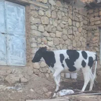 گوساله ماده