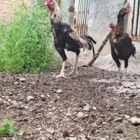 لاری و غاز|حیوانات مزرعه|ساوه, |دیوار
