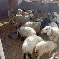 بره نر میش چاق