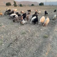 تعداد چهل راس بز جوان وداشتی دوماه بر خورده