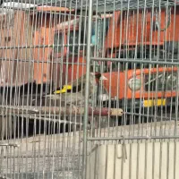 سهره|پرنده|قیامدشت - خاورشهر, |دیوار