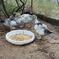 فروش مرغ تخم گذارواردک اسراییلی۳ماهه|حیوانات مزرعه|لیسار, |دیوار