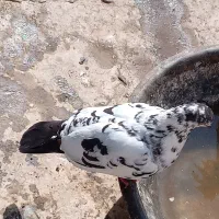 ۱۲ عدد کبتر|پرنده|رضویه, |دیوار