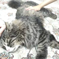 گربه پرشین اصل رایگان واگذار میشود