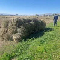 علف یونجه  برداشت سوم|عمدهفروشی|نیر (اردبیل), |دیوار