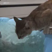 فروش حوض آب نما|مصالح و تجهیزات ساختمان|ابهر, |دیوار