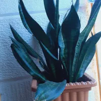 گل های طبیعی