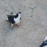 کبوتر|پرنده|شاهرود, |دیوار