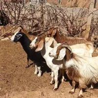 ۶عدد بز جوان  مناسب برای نگهداری دامازلیخ|حیوانات مزرعه|تبریز, |دیوار