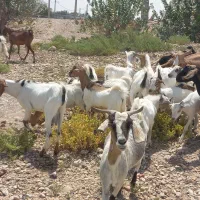 فروش  دام