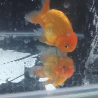 گلدفیش گریدAA|ماهی|قم, علی آباد سعدگان|دیوار