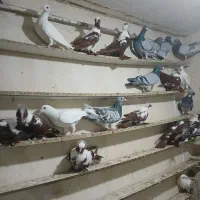 ککیلی دوبر گیلانده