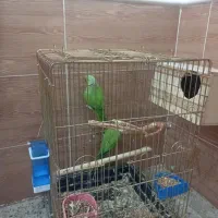 طوطی ملنگو مولد کار داده جفتی