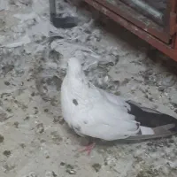 جاده ساوه|پرنده|اسلام‌شهر, شهرک محمدیه|دیوار