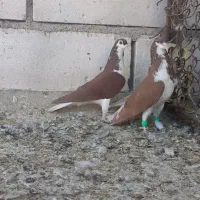 شهری نرو ماده|پرنده|خرمشهر, |دیوار