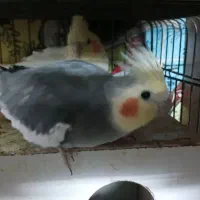 یه جفت عروس تخمگذارالانم تخم گذاشته ۱۶۰۰