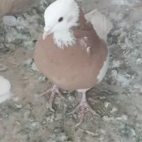 کبوتر طوقی|پرنده|اسدآباد, |دیوار