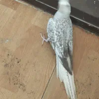 عروس ماده وایت مرواریدی رایگان