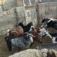 بز و میش|حیوانات مزرعه|کربال, |دیوار