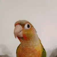 طوطی گرینچیک