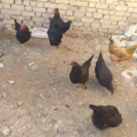 مرغ وخروس