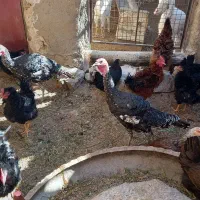 خروس فریزل (فرفری)|حیوانات مزرعه|بسطام, |دیوار