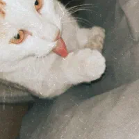 گربه پیده شده