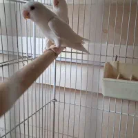 عروس هلندی نورآباد ممسنی|پرنده|نورآباد ممسنی, |دیوار