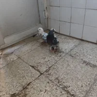 کفتر پرشی|پرنده|قم, علی آباد سعدگان|دیوار